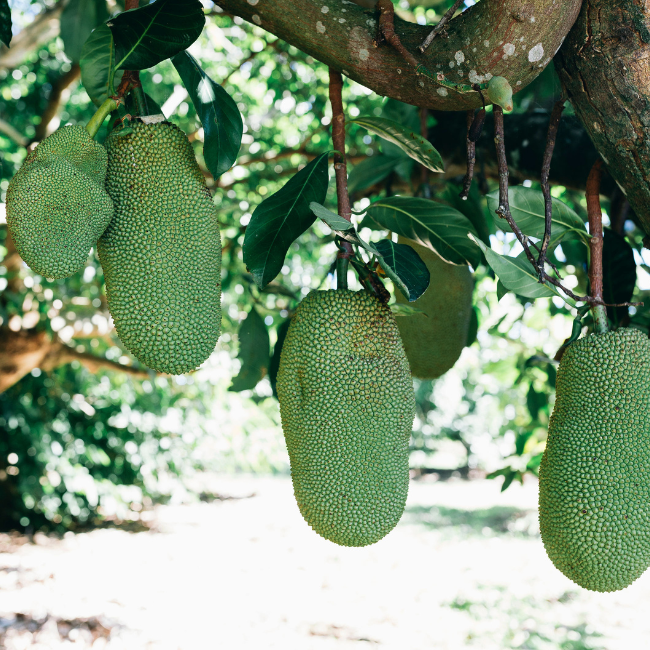 Jackfruit: The Powerhouse Tree That Transforms Our Farm