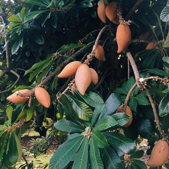 Sapote Season on the Farm